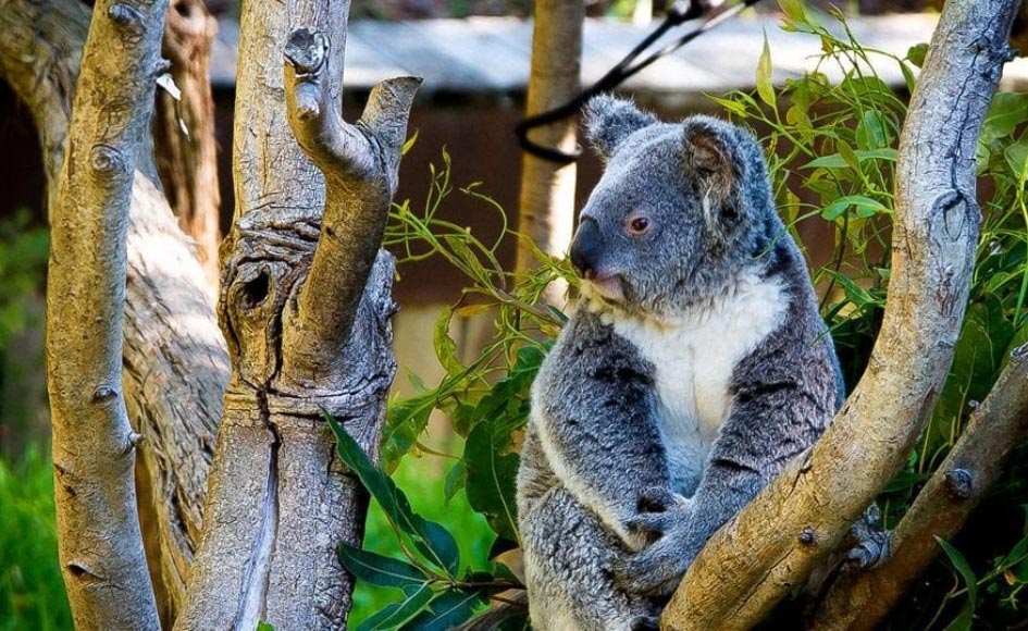 Koala sitting in a tree along Yanchep National Park trails