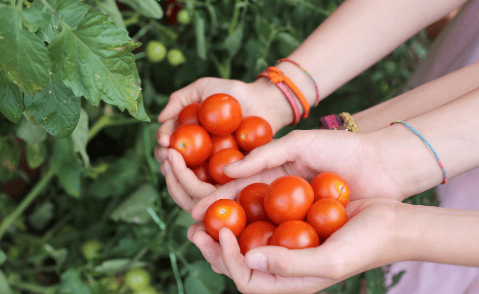 Veggie garden ideas to wow your neighbours