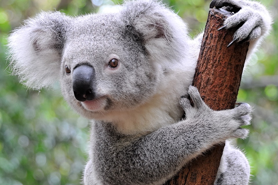 yanchep-national-park-capricorn (2)
