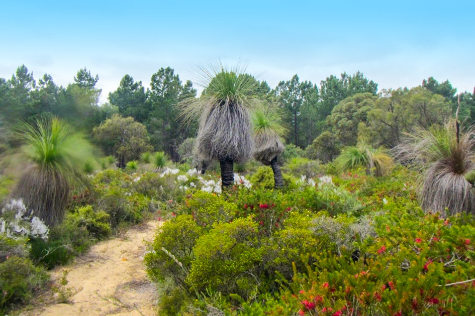 Yanchep Trails